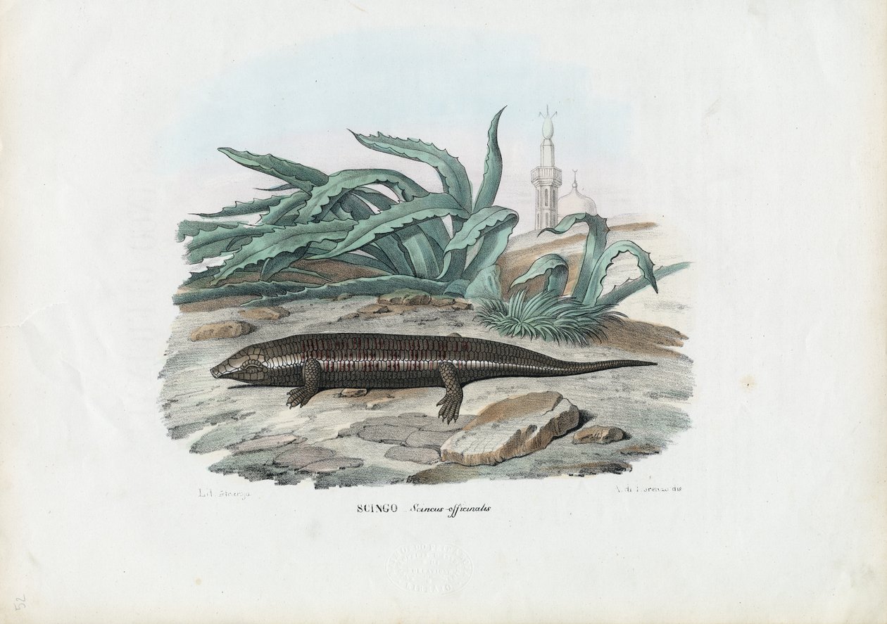 Skink, 1863-79 av Raimundo Petraroja