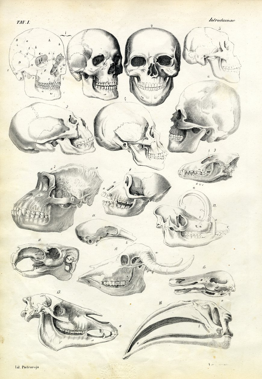 Skallar, 1863-79 av Raimundo Petraroja