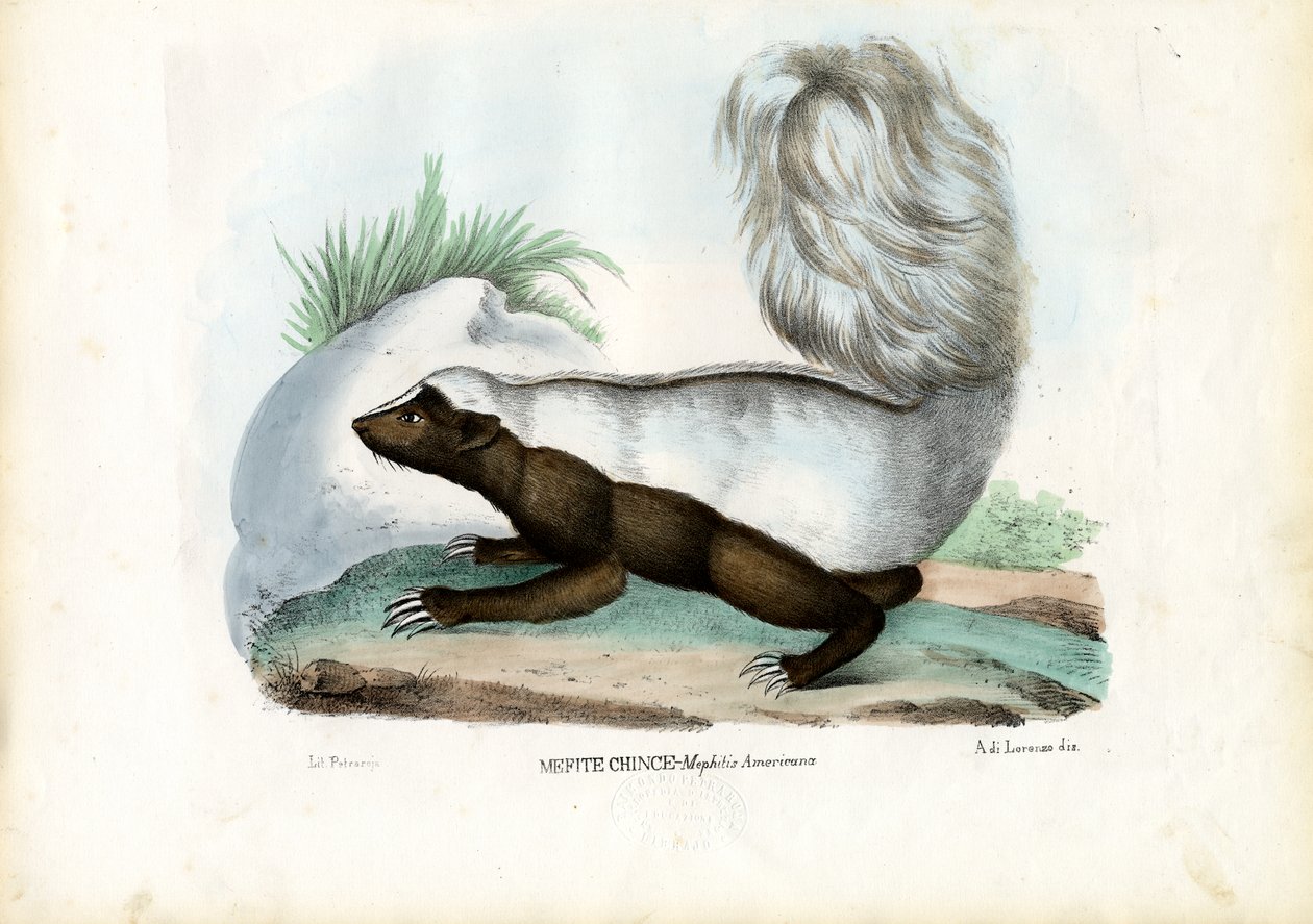 Skunk, 1863-79 av Raimundo Petraroja