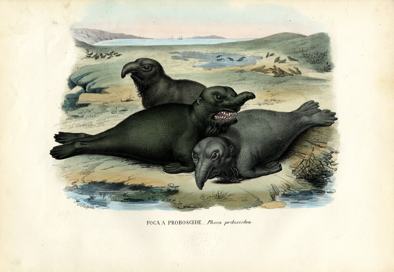 Södra elefantsigill, 1863-79 av Raimundo Petraroja