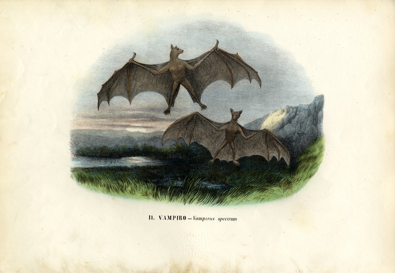 Spektralfladdermus, 1863-79 av Raimundo Petraroja