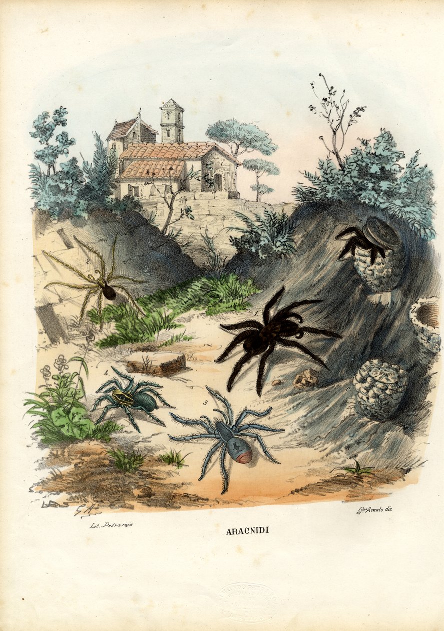 Spindlar, 1863-79 av Raimundo Petraroja