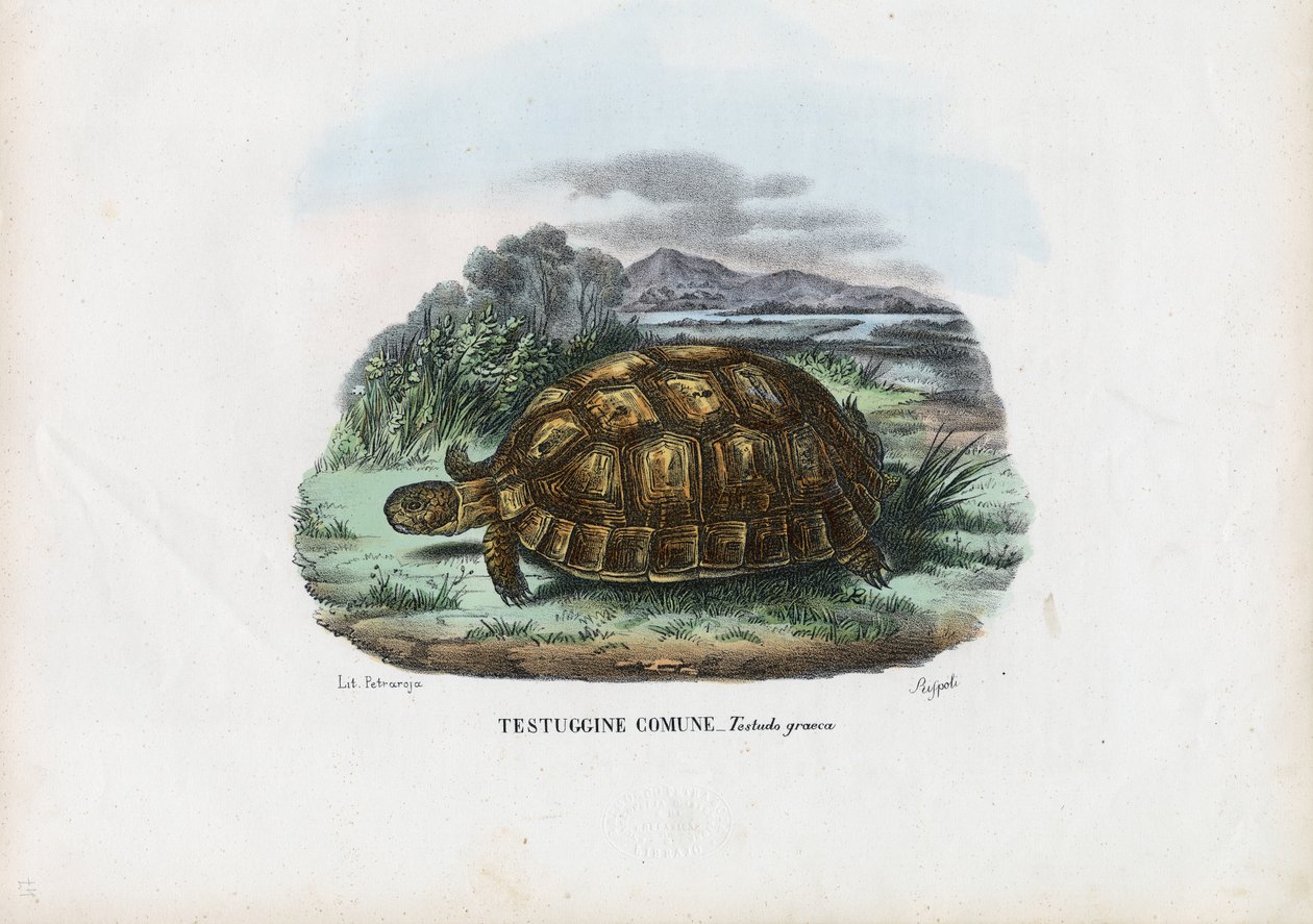 Spur-lårsköldpadda, 1863-79 av Raimundo Petraroja