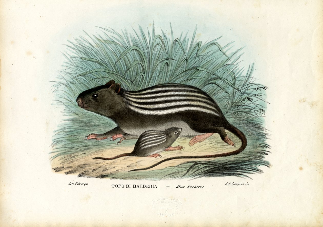 Randig mus, 1863-79 av Raimundo Petraroja