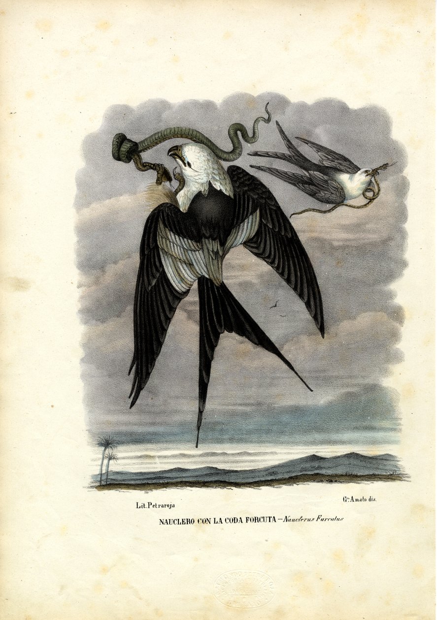 Svalstjärtad drake, 1863-79 av Raimundo Petraroja