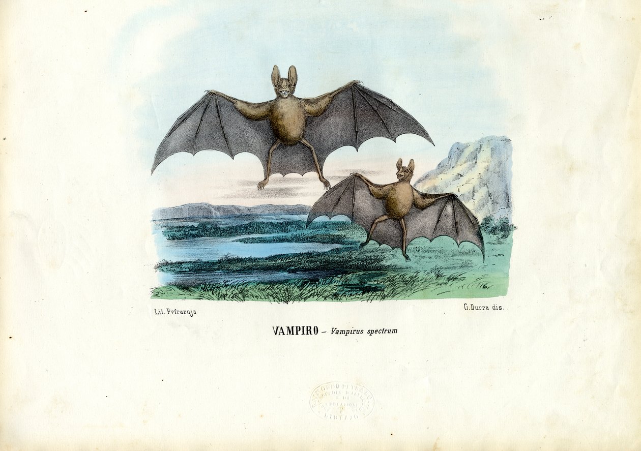 Vampyrfladdermus, 1863-79 av Raimundo Petraroja