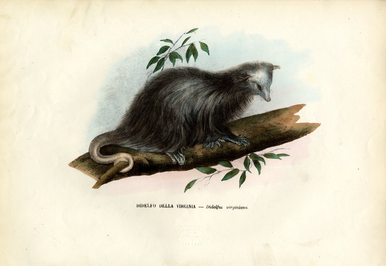 Virginia Opossum, 1863-79 av Raimundo Petraroja