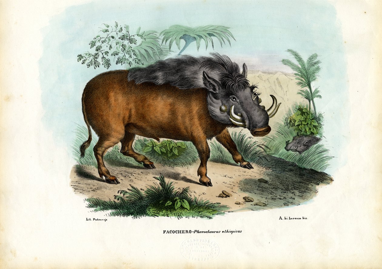 Vårsvin, 1863-79 av Raimundo Petraroja
