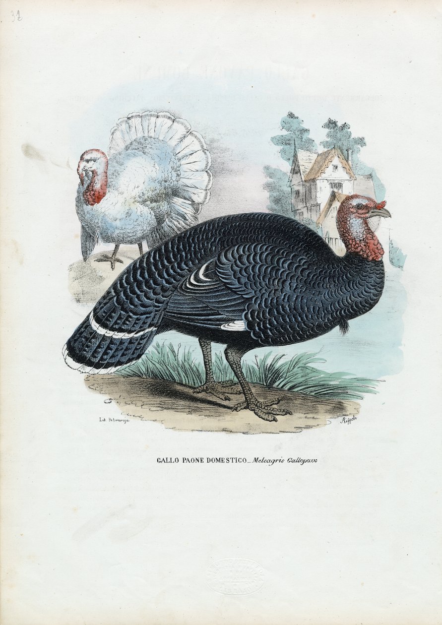 Vilda Turkiet, 1863-79 av Raimundo Petraroja