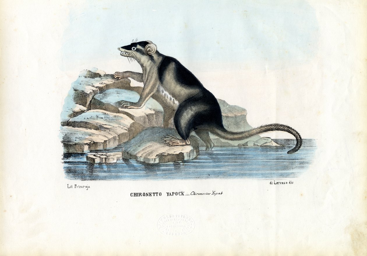 Yapok, 1863-79 av Raimundo Petraroja