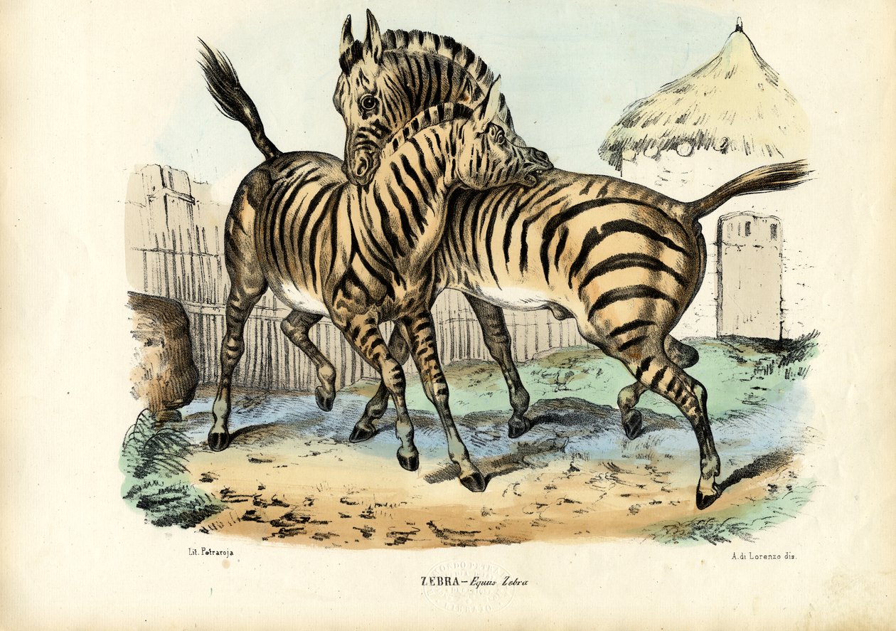 Zebra, 1863-79 av Raimundo Petraroja