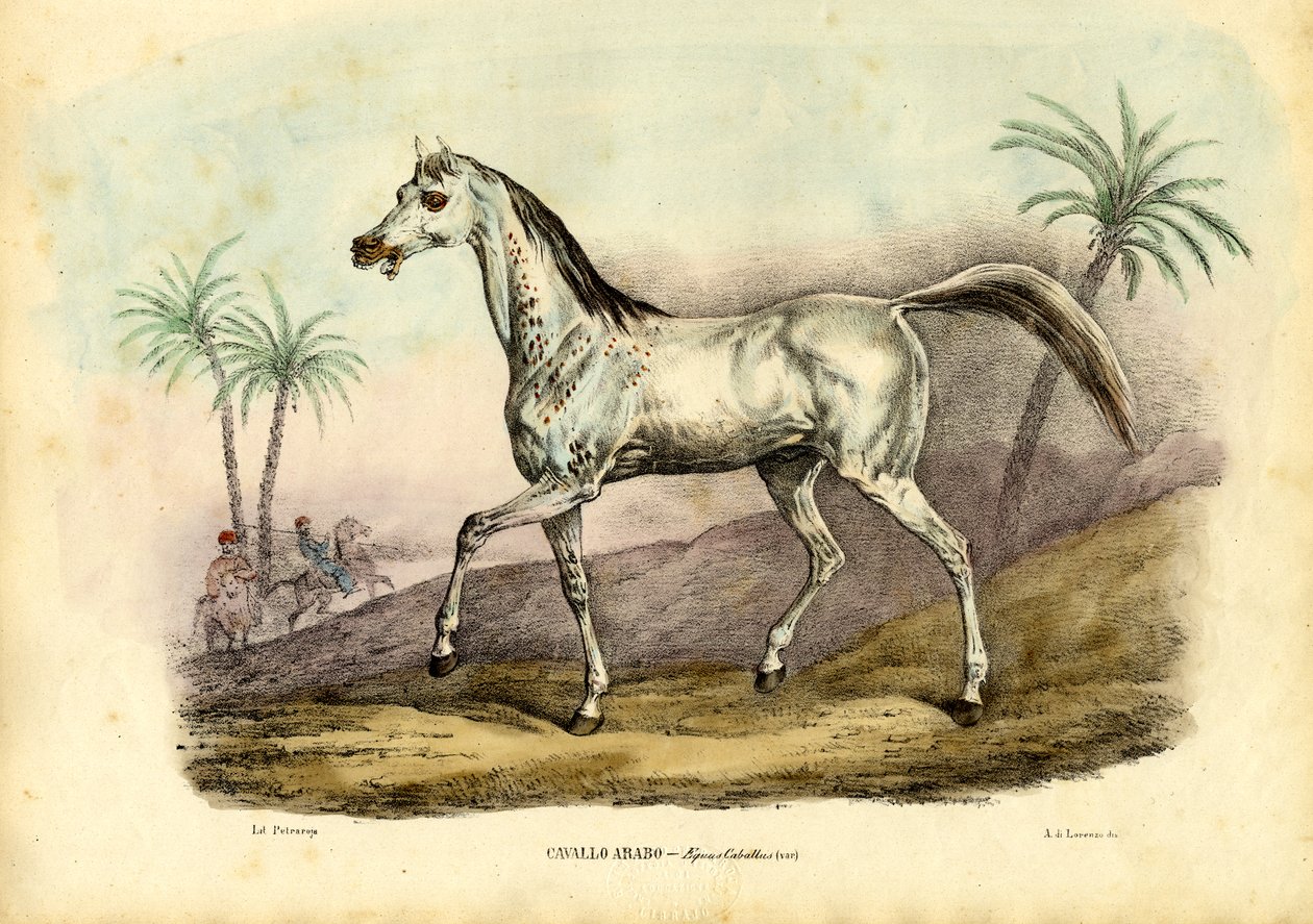 Arabiska hästen, 1863-79 av Raimundo Petraroja