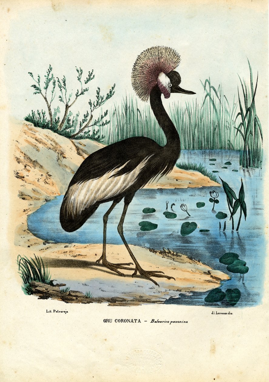 Svartkrönt trana, 1863-79 av Raimundo Petraroja