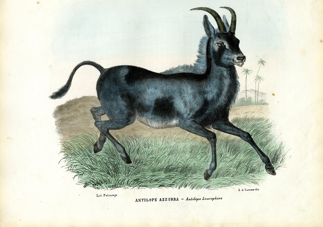 Blåbock, 1863-79 av Raimundo Petraroja