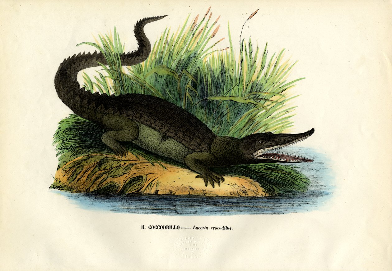 Caiman, 1863-79 av Raimundo Petraroja