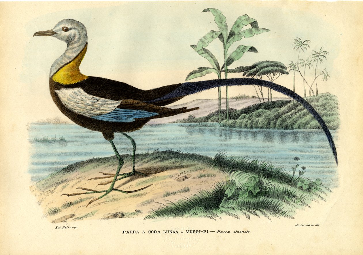Kinesisk Jacana, 1863-79 av Raimundo Petraroja