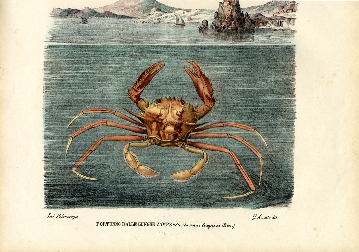 Kräftdjur, 1863-79 av Raimundo Petraroja