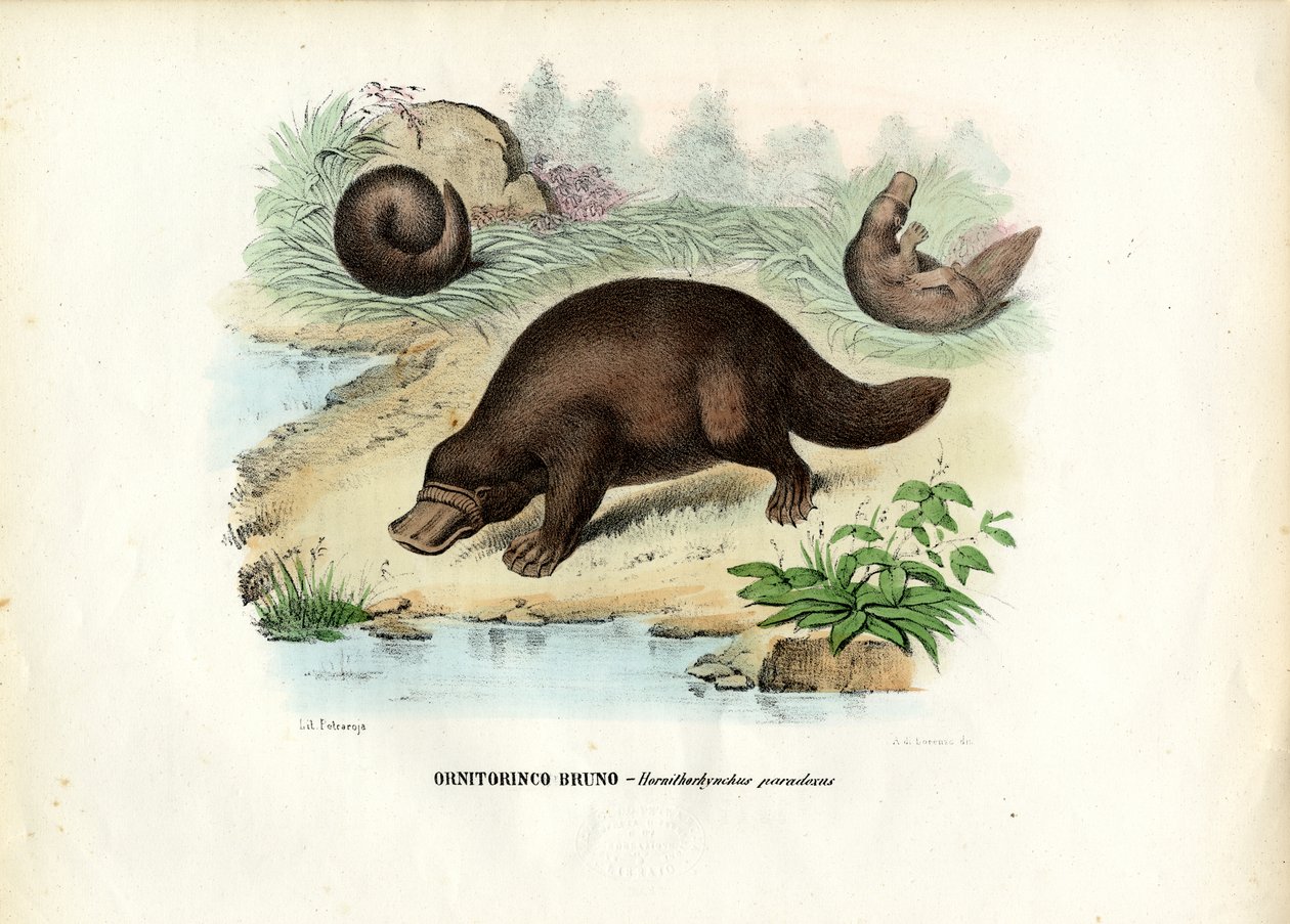 Duck-Billed Platypus, 1863-79 av Raimundo Petraroja