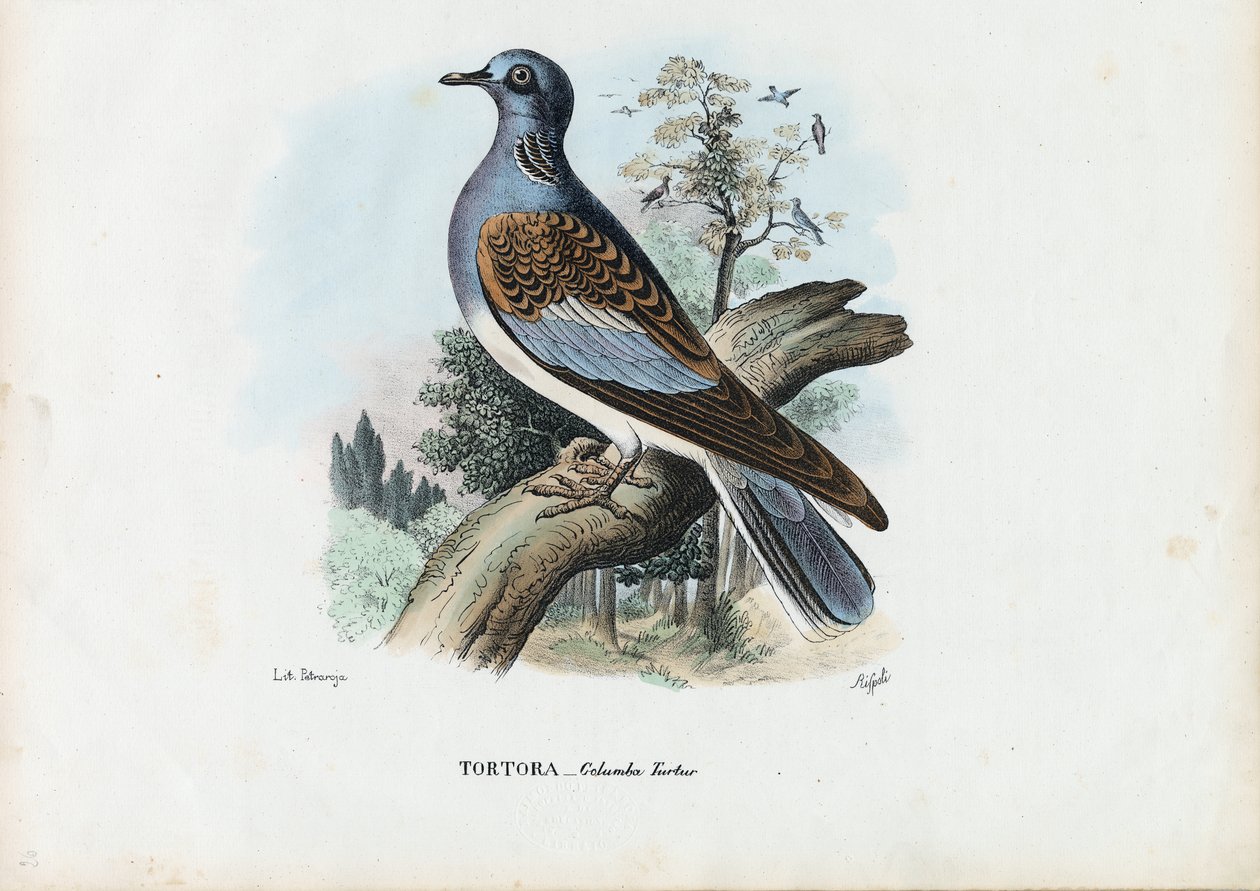 Europeisk turturduva, 1863-79 av Raimundo Petraroja