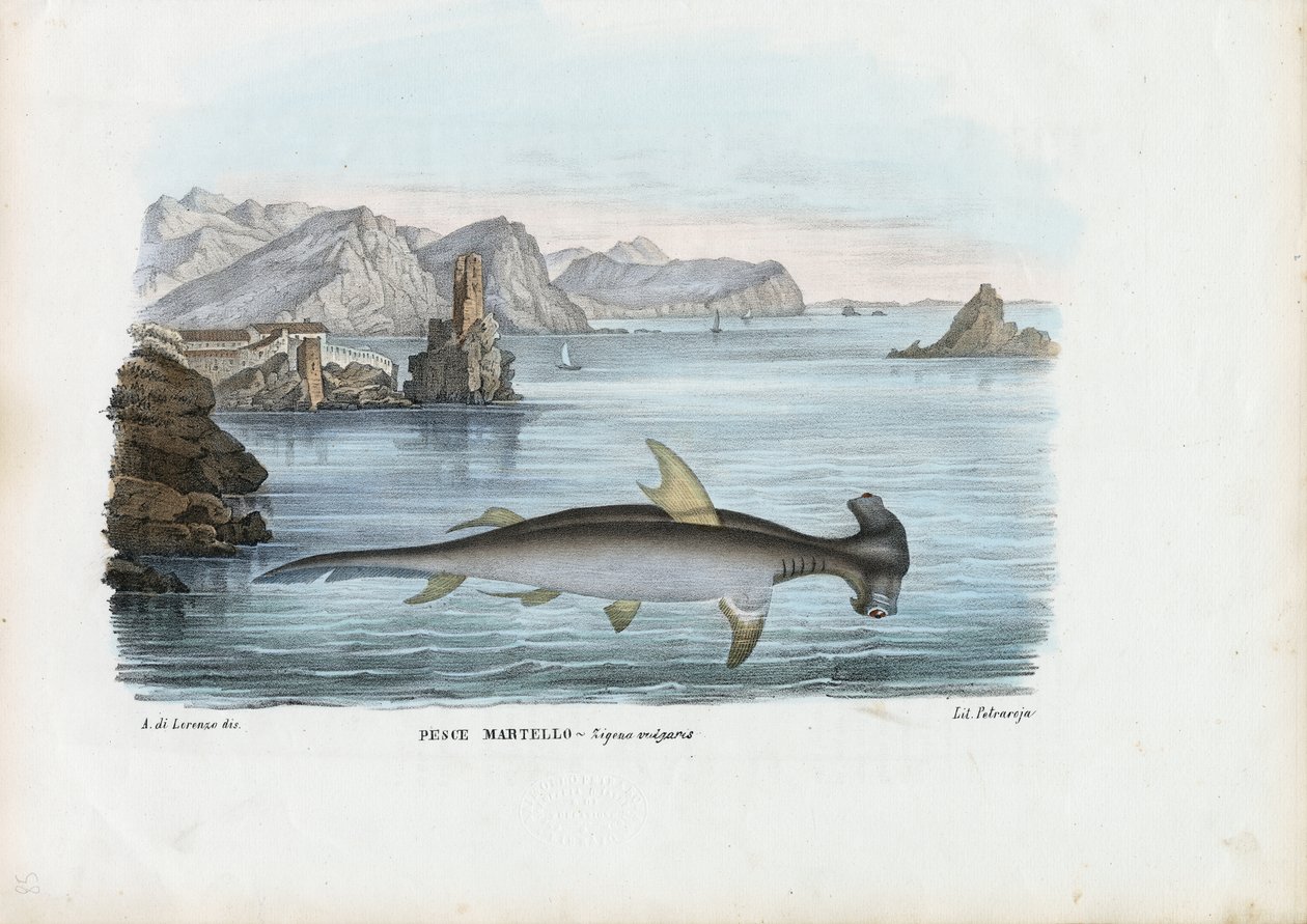 Hammarhead, 1863-79 av Raimundo Petraroja