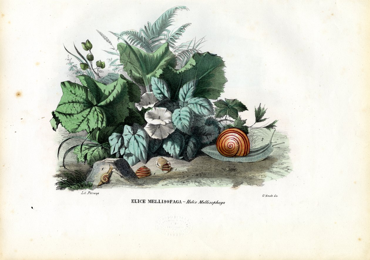 Helix-sniglar, 1863-79 av Raimundo Petraroja