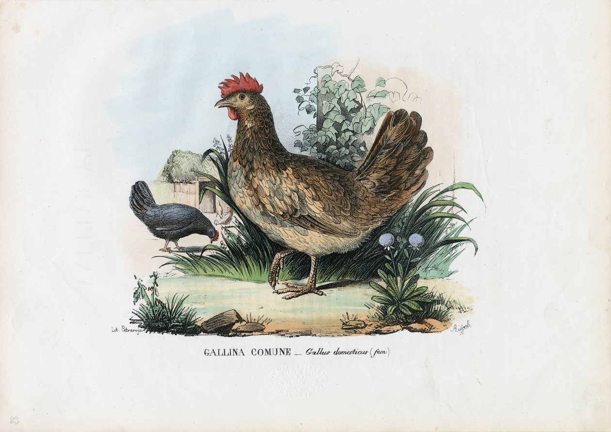 Hen, 1863-79 av Raimundo Petraroja