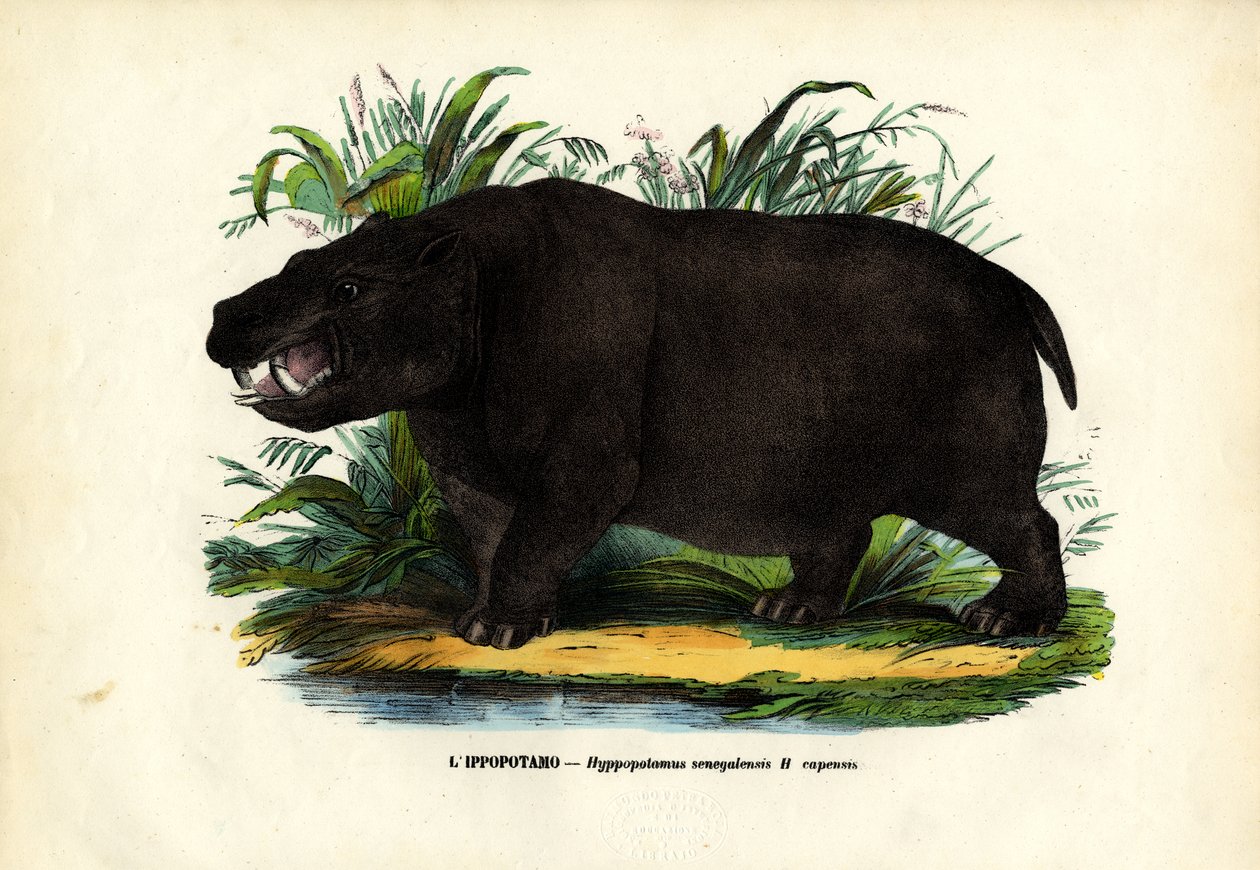 Flodhäst, 1863-79 av Raimundo Petraroja