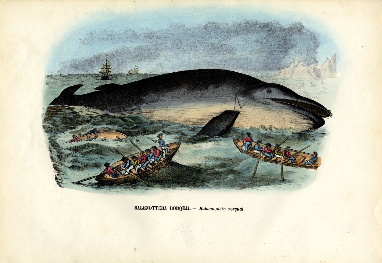 Knölval, 1863-79 av Raimundo Petraroja