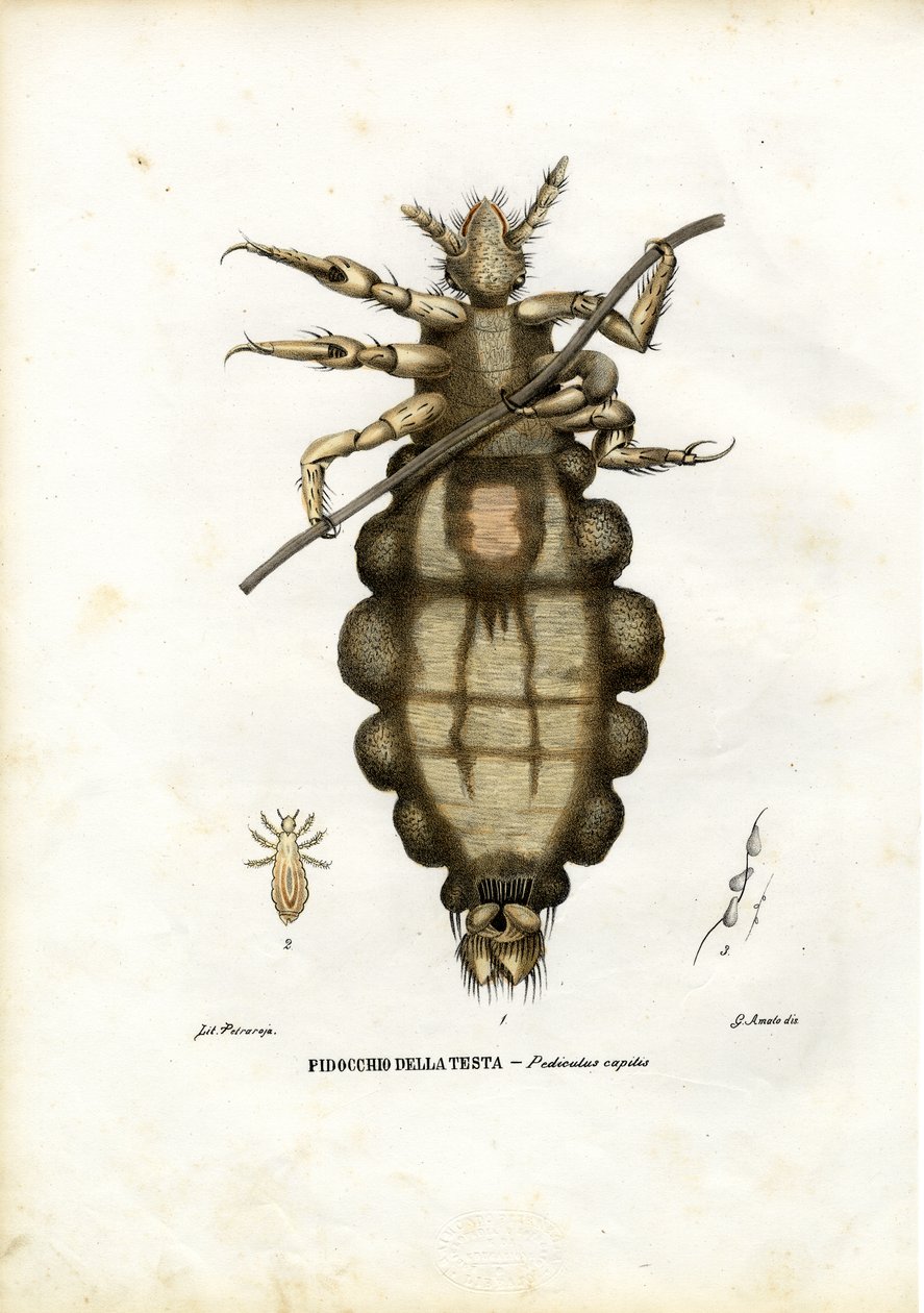 Lus, 1863-79 av Raimundo Petraroja