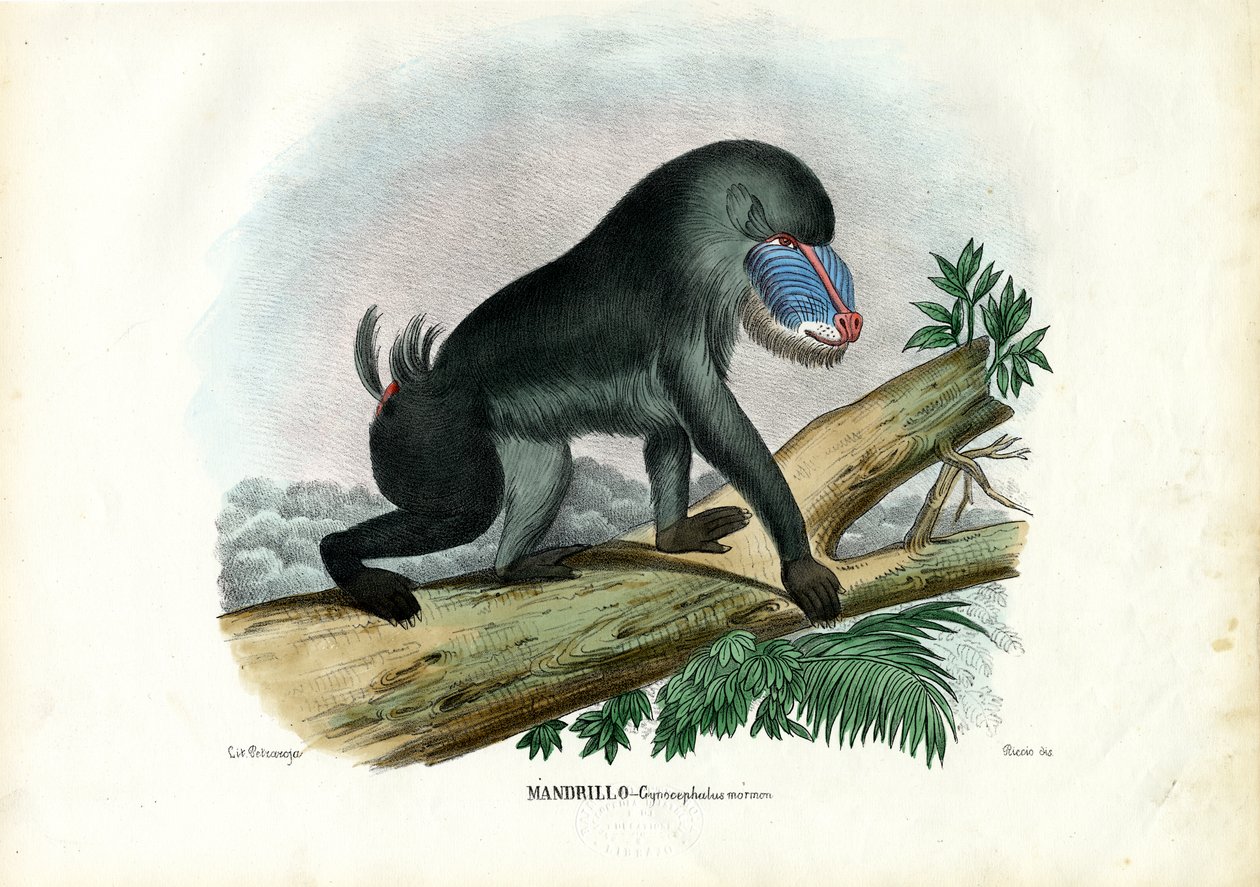 Mandrill, 1863-79 av Raimundo Petraroja