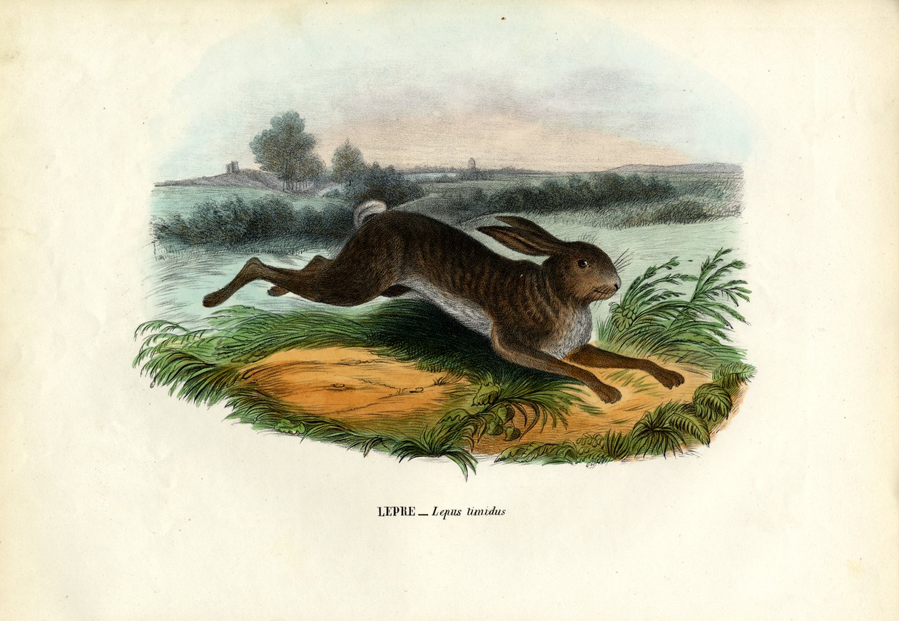 Berghare, 1863-79 av Raimundo Petraroja