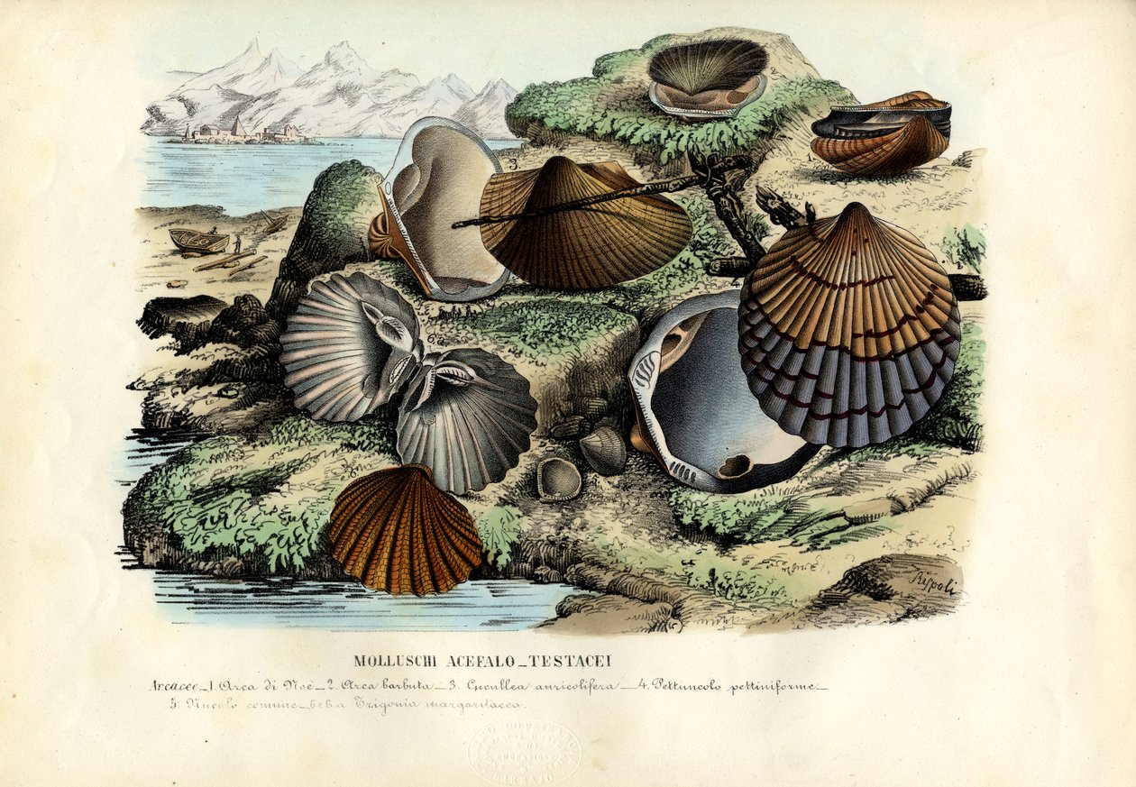 Musslor, 1863-79 av Raimundo Petraroja