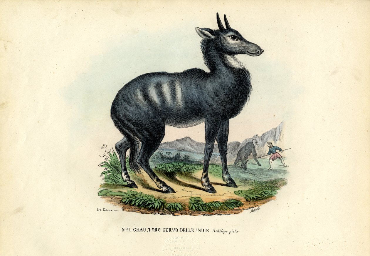 Nilgai av Raimundo Petraroja