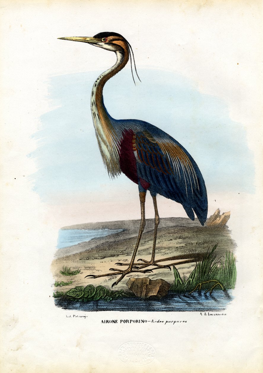 Purpurhäger, 1863-79 av Raimundo Petraroja