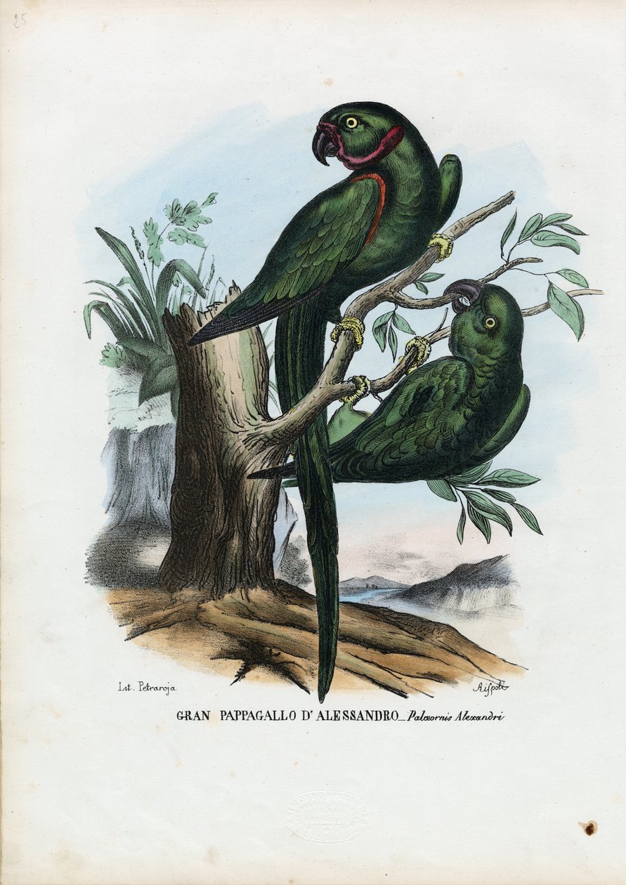 Rosenringad parakit, 1863-79 av Raimundo Petraroja