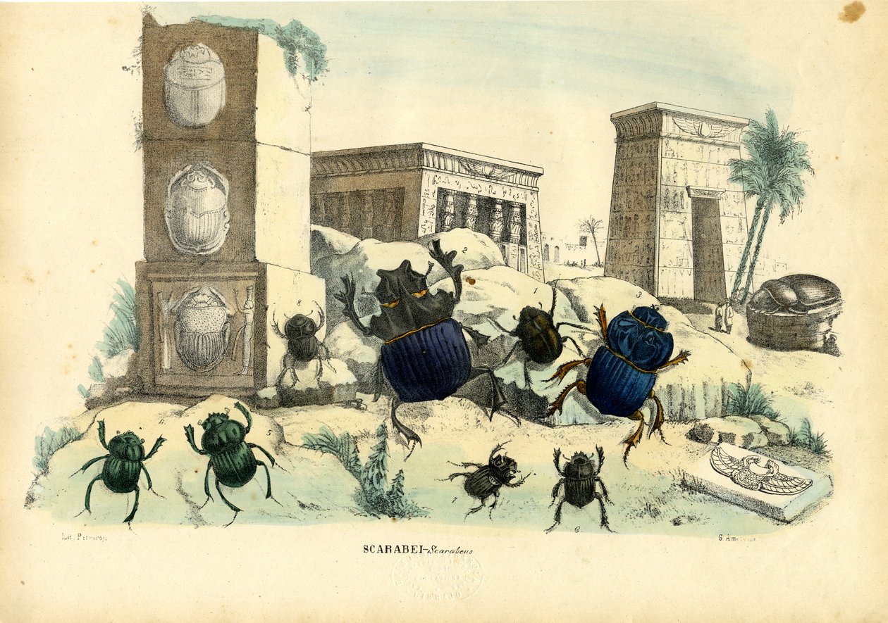 Scarab skalbaggar, 1863-79 av Raimundo Petraroja