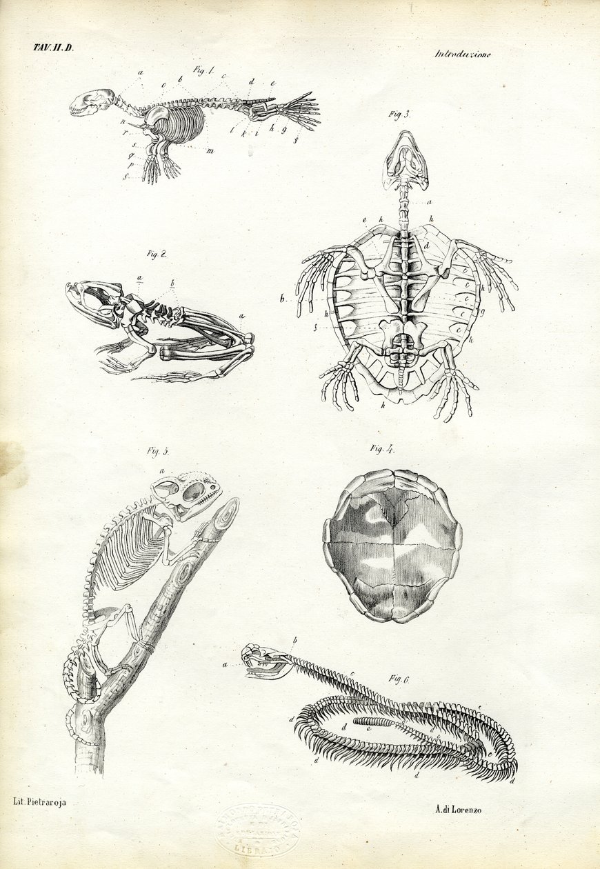 Sköldpadda, 1863-79 av Raimundo Petraroja