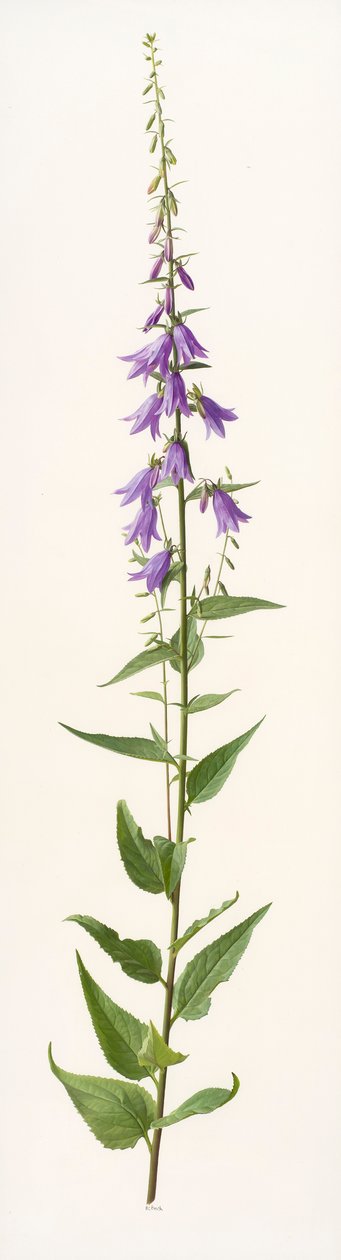 Adenophora species (olja på papper) av Raymond Booth