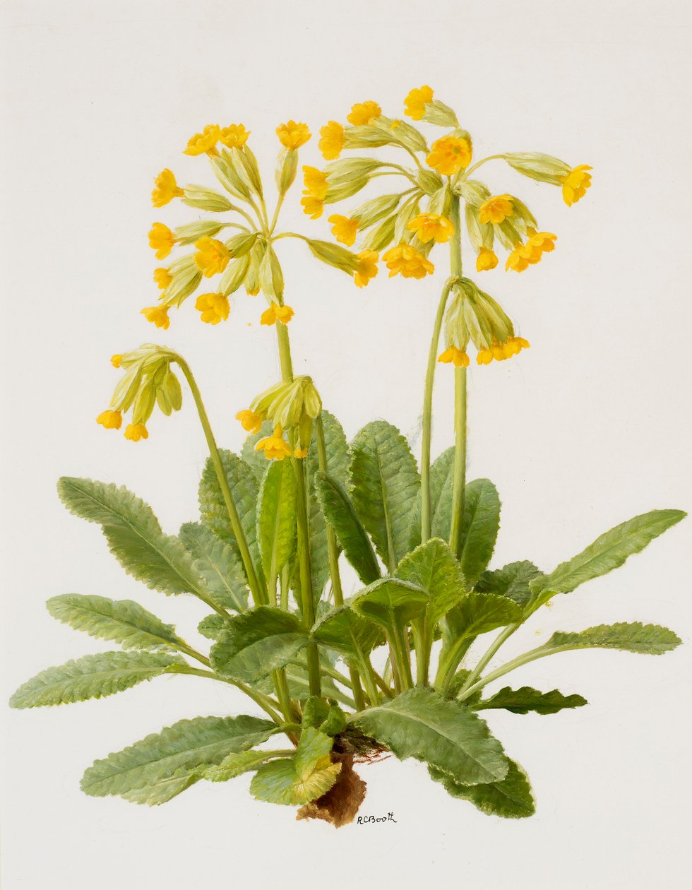 Cowslips (olja på kartong) av Raymond Booth
