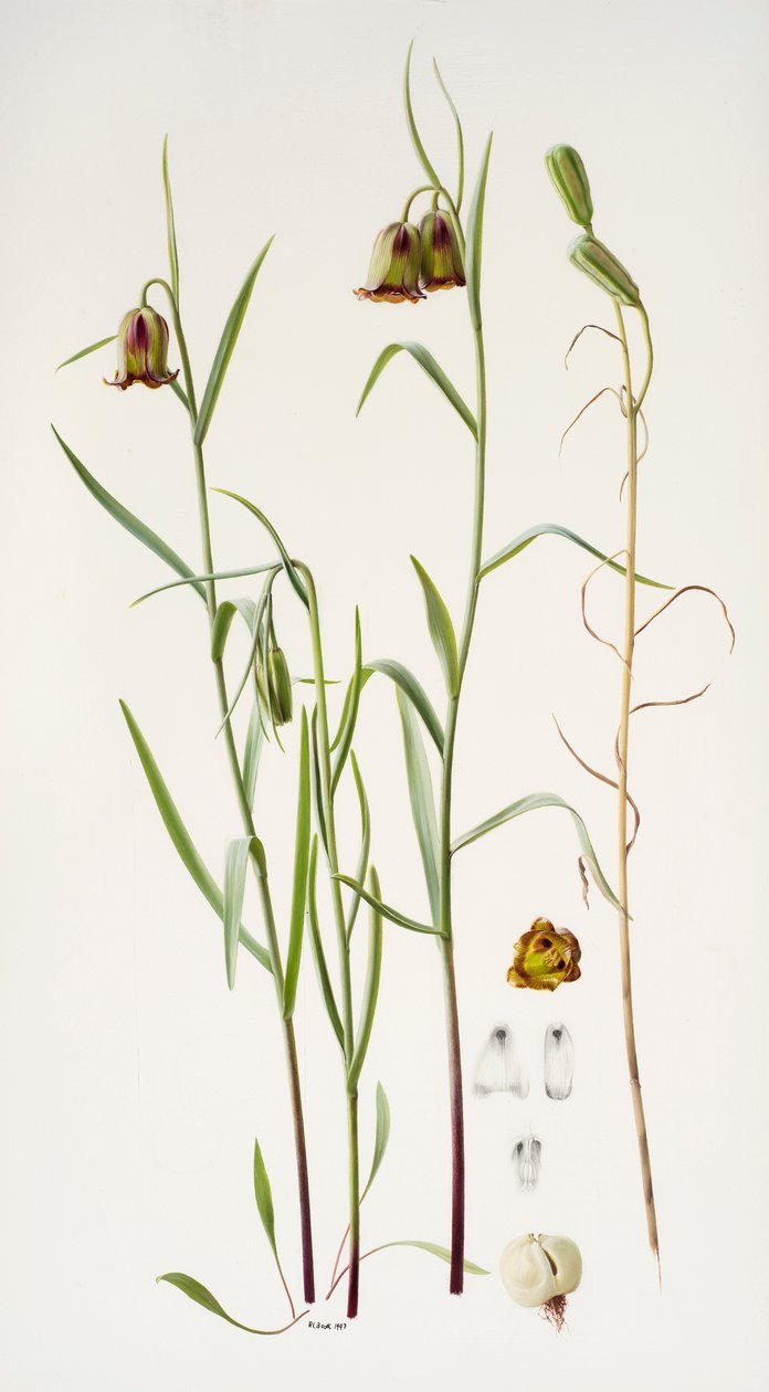 Fritillaria av Raymond Booth