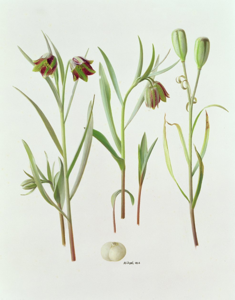 Fritillaria Kurdica av Raymond Booth