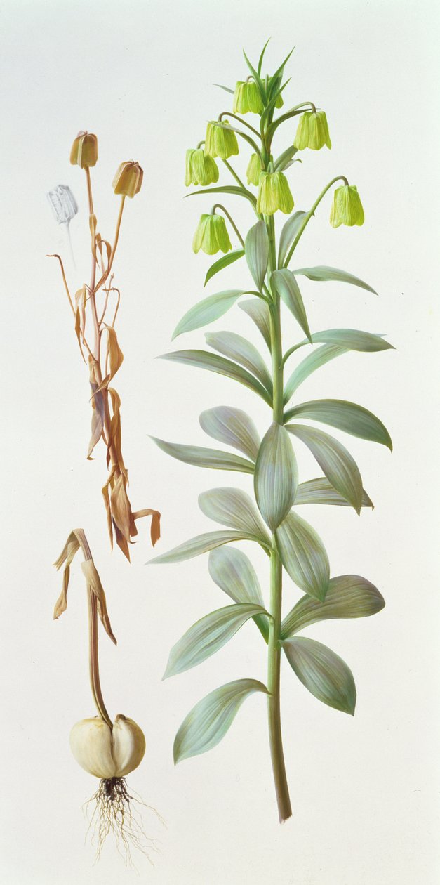 Fritillaria pallidiflora av Raymond Booth
