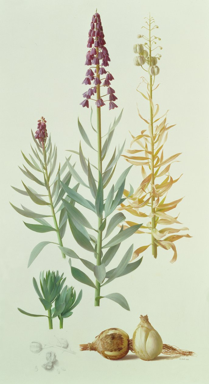 Fritillaria Persica av Raymond Booth