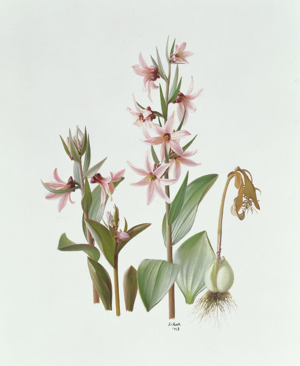 Fritillaria Stenanthera av Raymond Booth