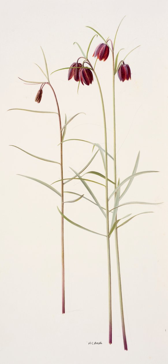 Fritillaria montana (olja på papper) av Raymond Booth