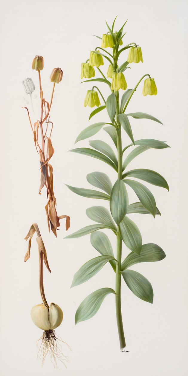 Fritillaria pallidiflora av Raymond Booth