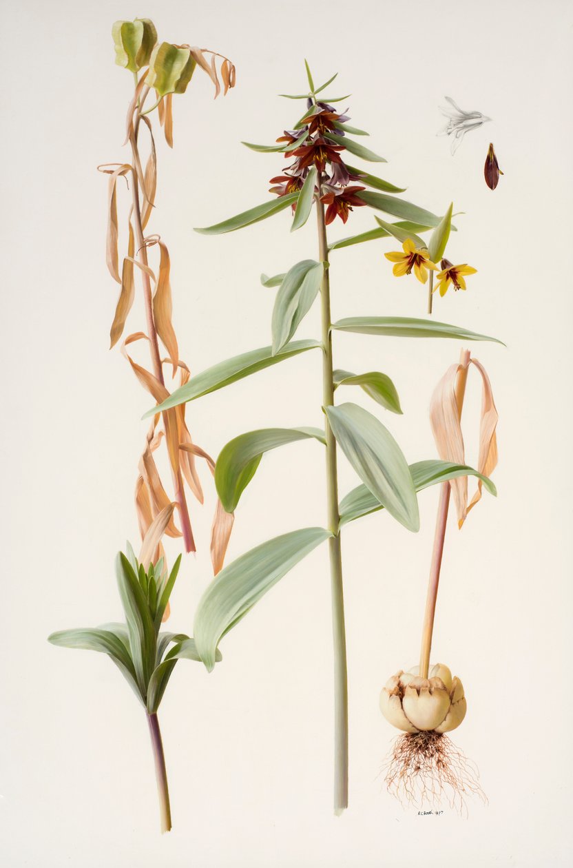 Fritillaria avloppsvatten av Raymond Booth