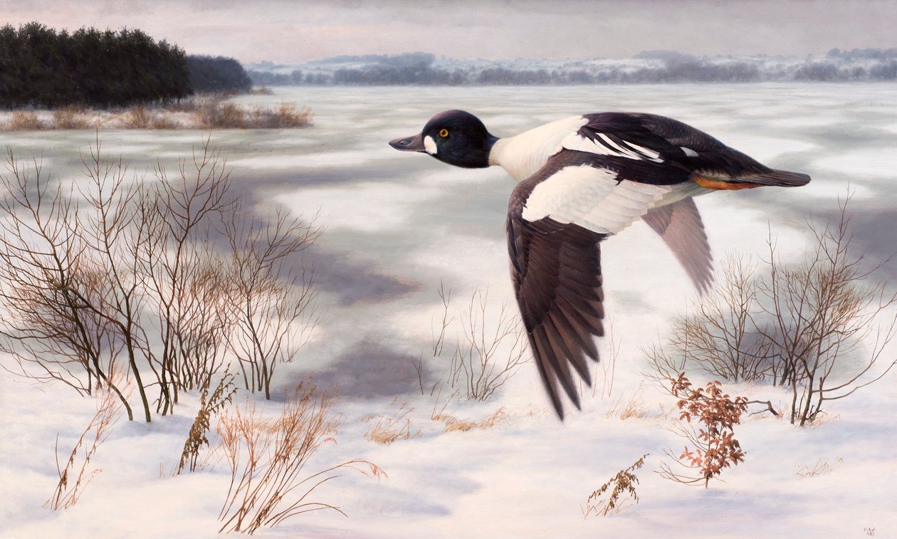 Goldeneye i ett vinterlandskap av Raymond Booth