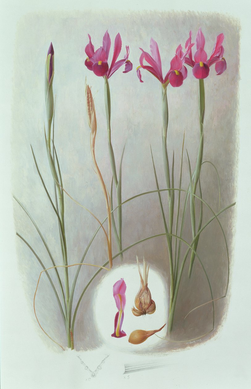 Iris filifolia av Raymond Booth