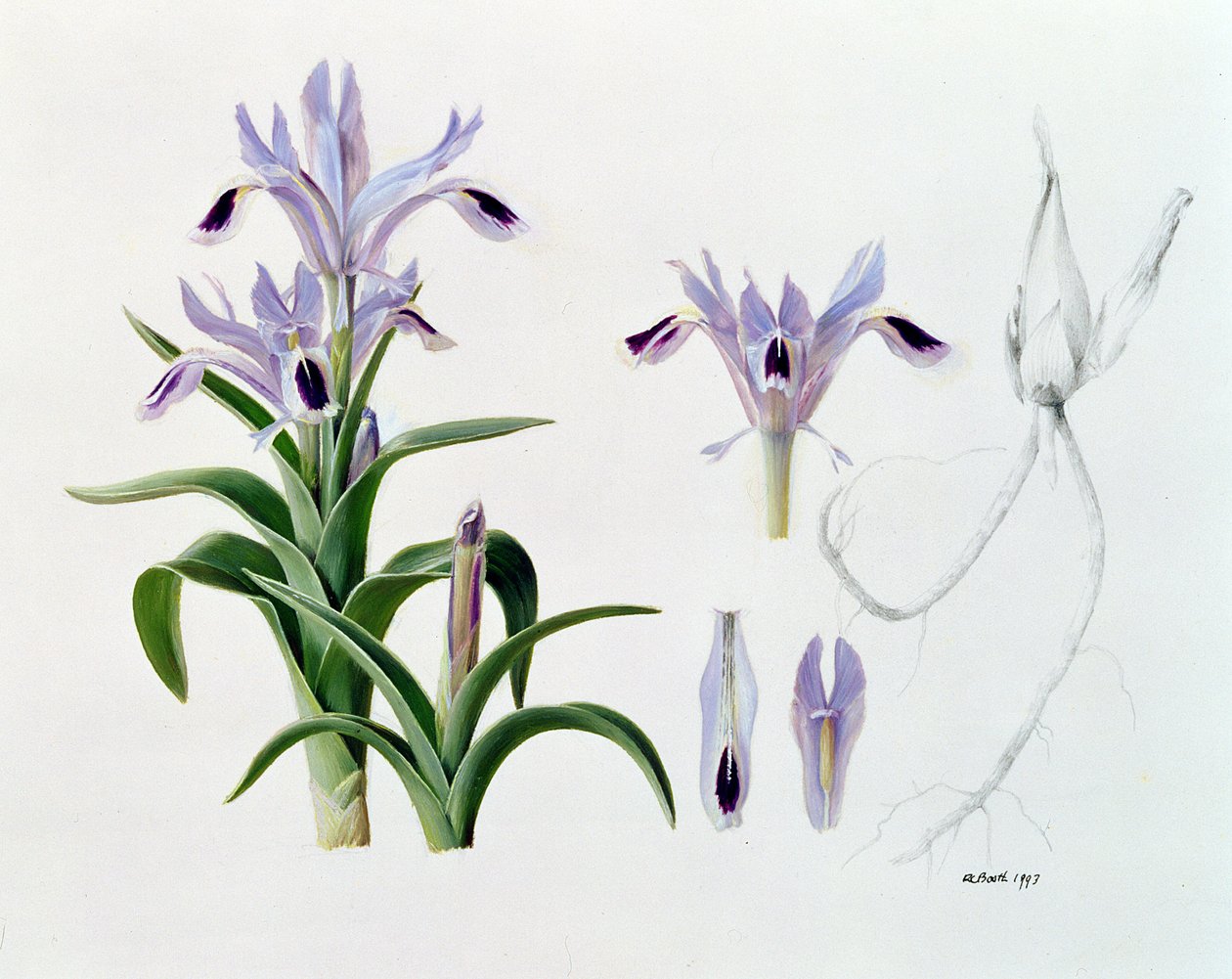 Iris Kuschakewiczii av Raymond Booth